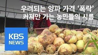 양파 재배 급증…가격 폭락 우려 / KBS뉴스(News)