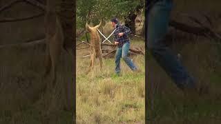 Man Rescues Dog From Kangaroo