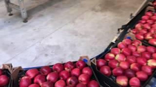 APPLES FROM POLAND - Supplier's Processing Plant | ViaDubai