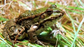 Facts About Frogs & Toads  - Secret Nature | Amphibian Documentary | Natural History Channel