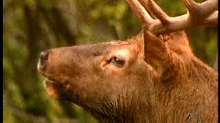 The Elk Rut Rocky Mountain National Park for CBS Sunday Morning shot  by Suzanne Popovich Chandler