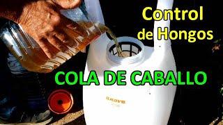 Cómo Preparar Infusión de COLA DE CABALLO para Acabar con los Hongos