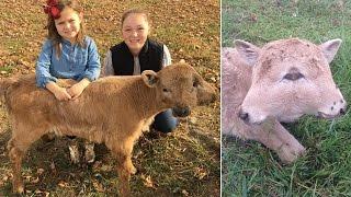 Lucky the 2-Headed Cow Defies Odds, Might be Getting Surgery