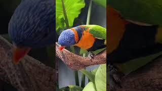 Bird and Vine. #birdlife #birds #birdtoys #parrot #budgietoys #lovebirds #bird #shorts #caiques