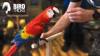 Training a Scarlet Macaw To Be Less Nippy | THE BIRDIE BUBBLE