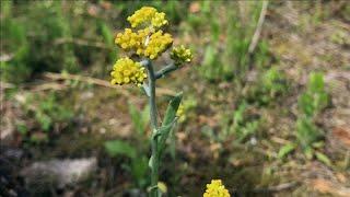 春の七草ハハコグサでも草餅ができるわけを教えます