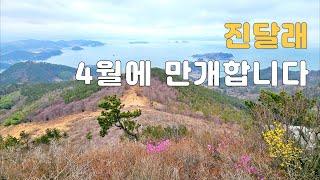 진달래 보러 갔다가 살만 쪄서 온 사연_ 거제 대금산