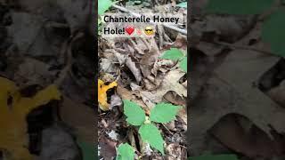 Chanterelle Honey Hole