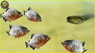 Deadliest Piranha Attacks Caught on Camera | Animal Fighting