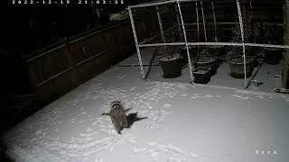 a raccoon tries to catch falling snow