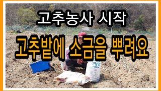 고추밭에 소금을 뿌려요