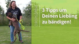 Hundeerziehung ️ 3 TIPPS um Deinen Liebling zu bändigen! ️ Praxisvideo ️