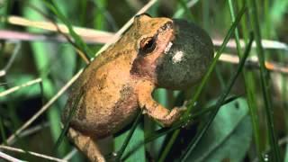 Spring Peeper Sounds