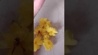 giving sugar to bee ASMR