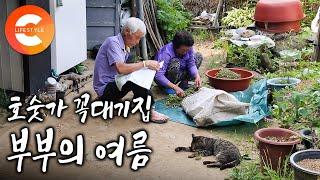 "욕심을 부리면 항상 불행해" 노부부와 고양이, 힐링 조합 다 갖춘 역대급 힐링 다큐 많은 사람들이 떠나고 둘만 남은 호숫가 산꼭대기 노부부가 여름을 보내는 법ㅣ#한국기행
