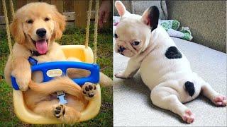 Cute Puppies  Cute Funny and Smart Dogs Compilation #19 | Cute Buddy