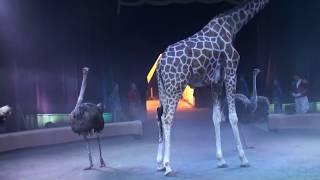Circus  The show of different animals  Bisons, kangaroos, ostriches