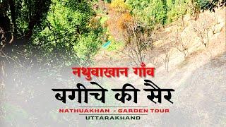 Nathuakhan Garden Tour   |  नथुवाखान गाँव में बगीचे की सैर  | Ramgarh,Nainital | CheckInNews