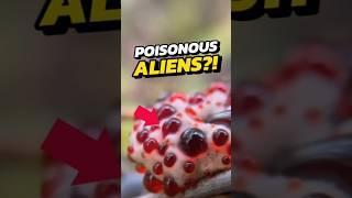 NEVER Eat This Creature  #viral