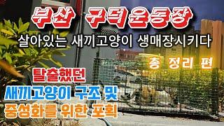 부산 구덕운동장 새끼고양이 사건 마지막편