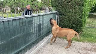 Fila brasileiro