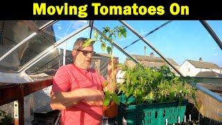 Crimson Crush | Moving to the plot | Tomato Strategy | Hotbox Protection | Green Side Up