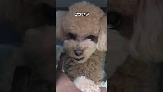 소유욕 고치기 전후  #shorts #short  #강아지