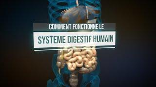 Comment fonctionne le système digestif humain ? (Animation)