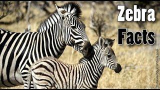 zebra (animal) habit, foods, life time and style l zebra's documentary l zebra's helpful information