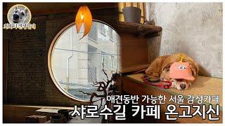 샤로수길 카페 온고지신 / 애견 동반 가능한 서울 감성카페