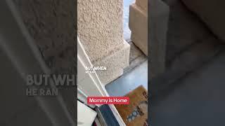 This chihuahua is excited when mom comes home 