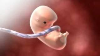 Fetal Development