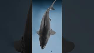 Megalodon's Eye vs Megalodon's Teeth