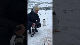 Penguin not sure what humans are doing at the ICE WALL 