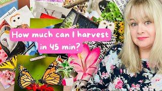 ️Magazine Harvest️ How much can I harvest in 45 min???