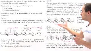 Polysaccharides (Glycogen, Starch and Cellulose)