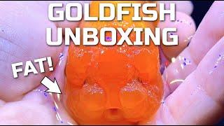 NEW RANCHU GOLDFISH UNBOXING - Luminous Goldfish Shipment