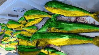 Commercial fishing for mahi!