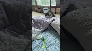 이불 다이브 #고양이일상