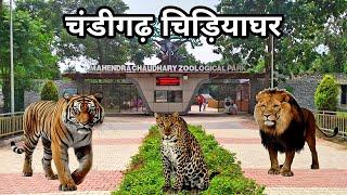 Chandigarh Zoo | चंडीगढ़ चिड़ियाघर | Mahendra Chaudhary Zoological Park | Chandigarh Punjab