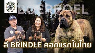 ลูกสุนัขบัวโบว์ Boerboel สีลายเสือ BRINDLE คอกแรกในเมืองไทย