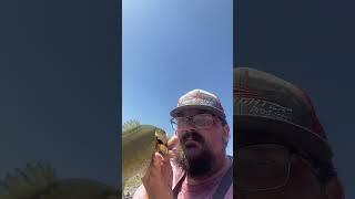 Lake Fork Guy would be proud!!! #youtubeshorts #bassfishing #recommended #lakeforkguy #trending