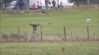 Ireland's cruel coursing: Hare desperately tries to escape from dogs