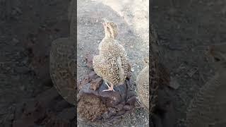 Teetar Ke Bache Ki Aawaz