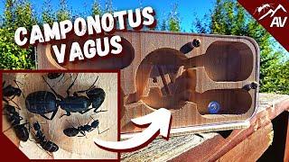 Camponotus Vagus Ant Guide | Wood Ant Farm Prototype