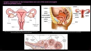 Grade 12 Life Sciences Human Reproduction Part 1