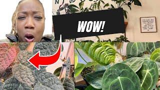 RARE PLANT HUNTING: HARLEM NYC (Plant Shopping)