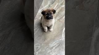I can't handle this much cuteness…  #shorts #puppy #paws