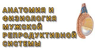 Анатомия и физиология мужской репродуктивной системы