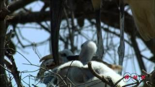 Pantanal Conservation Area (UNESCO/NHK)